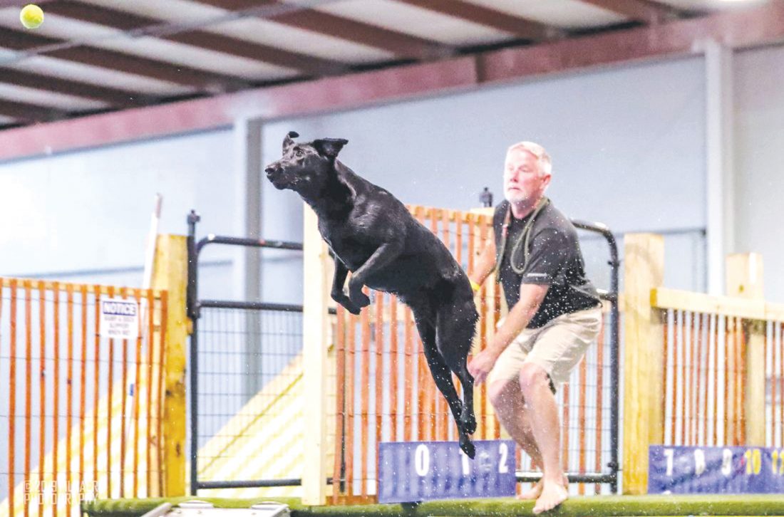 Diving dog trains for championship News, Sports, Jobs Altoona Mirror